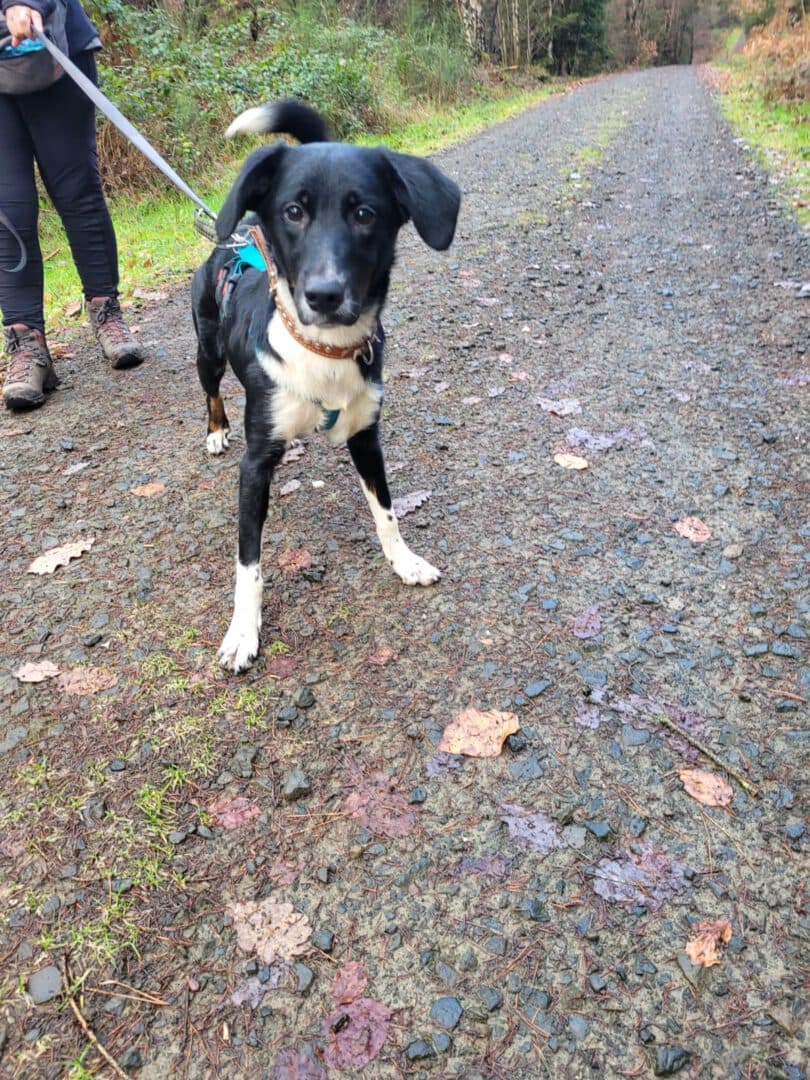 Alma - Border Collie - Bild 2