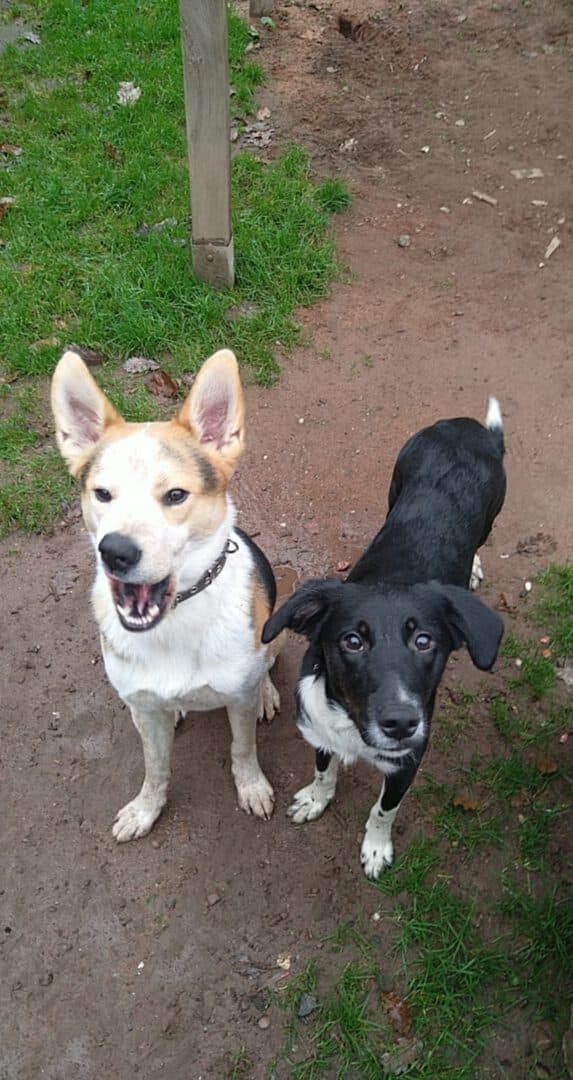 Alma - Border Collie - Bild 4