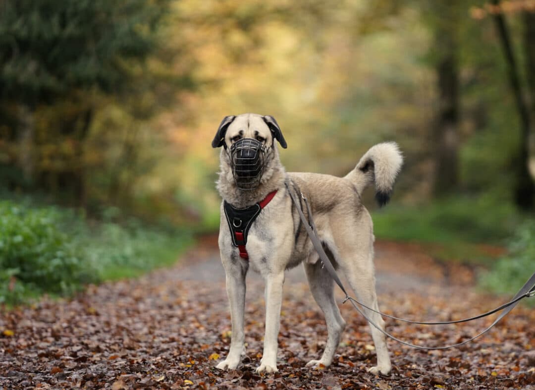 Martin - Kangal-Hirtenhund - Bild 2