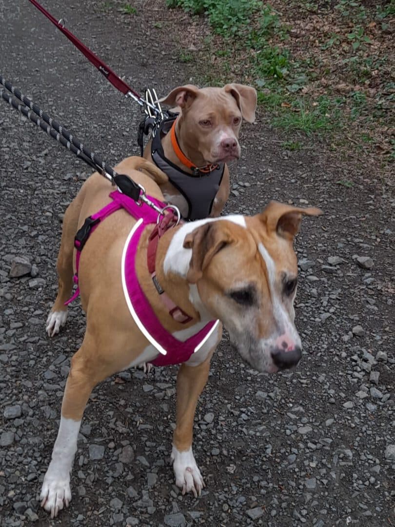 Lucy - Staffordshire Bullterrier - Bild 3