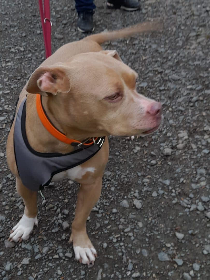 Lucy - Staffordshire Bullterrier - Bild 2