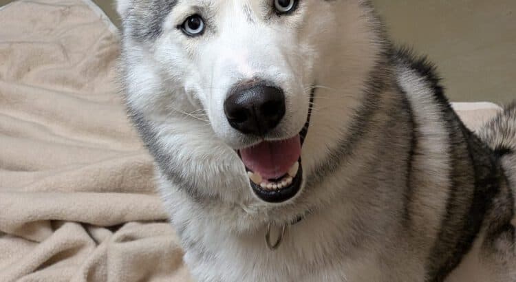 Alaskan Malamute-Mix Lucky