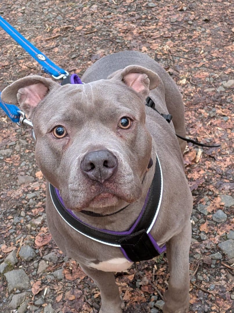 Nala - American Staffordshire Terrier - Bild 2