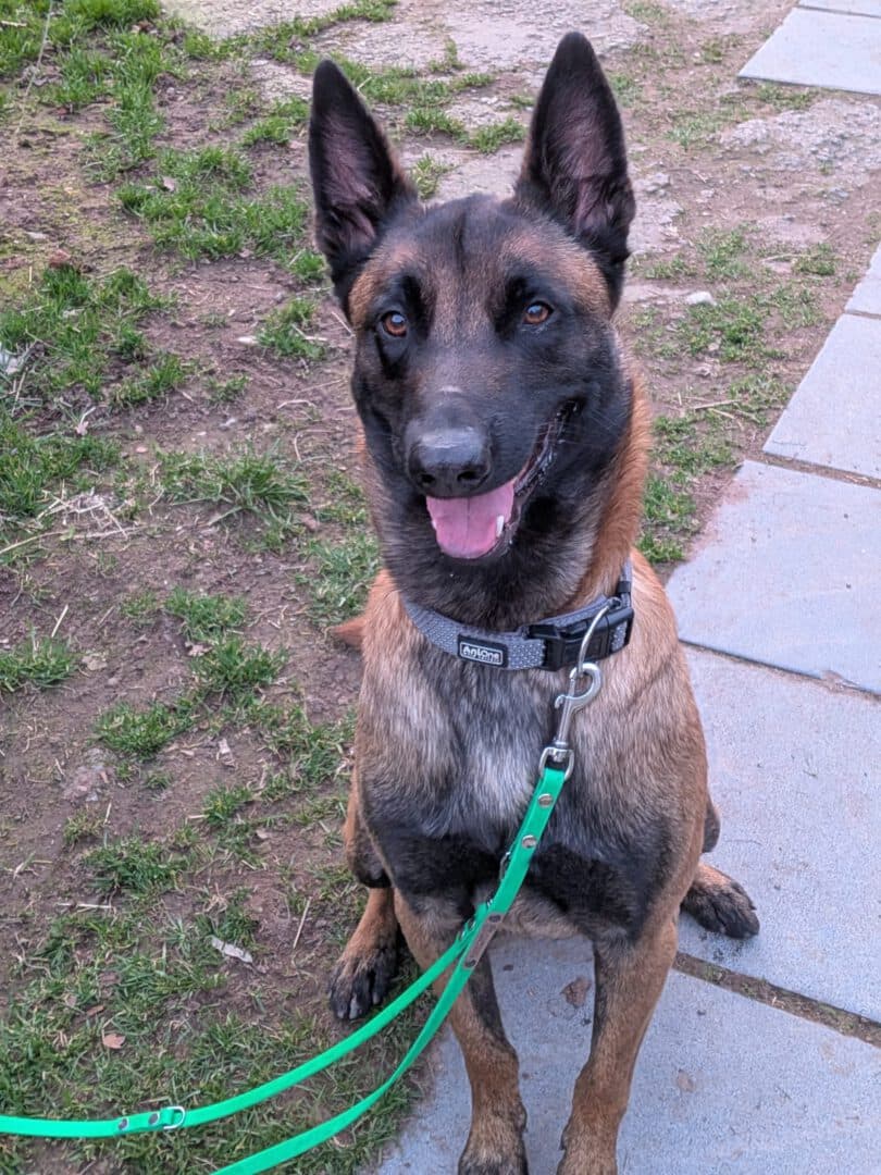 Belgischer Schäferhund Murphy