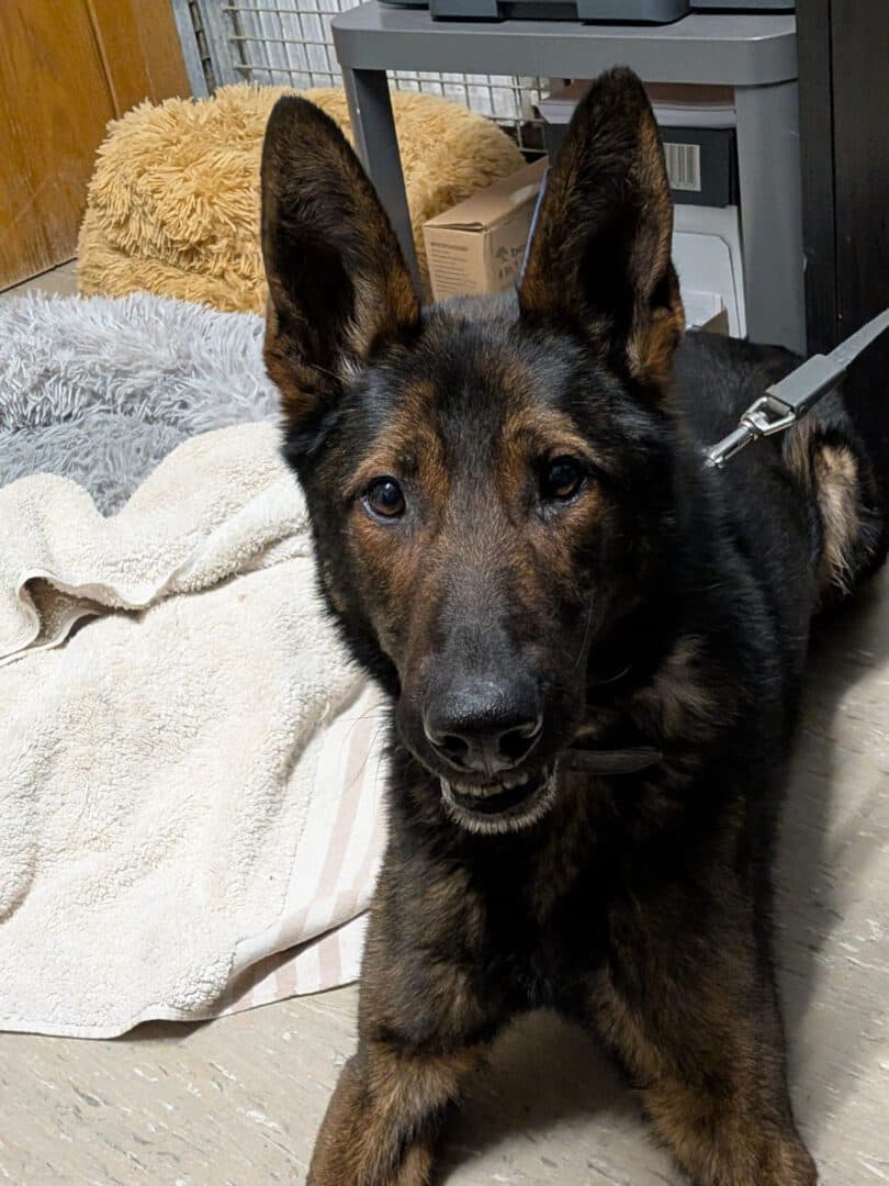 Deutscher Schäferhund Corey