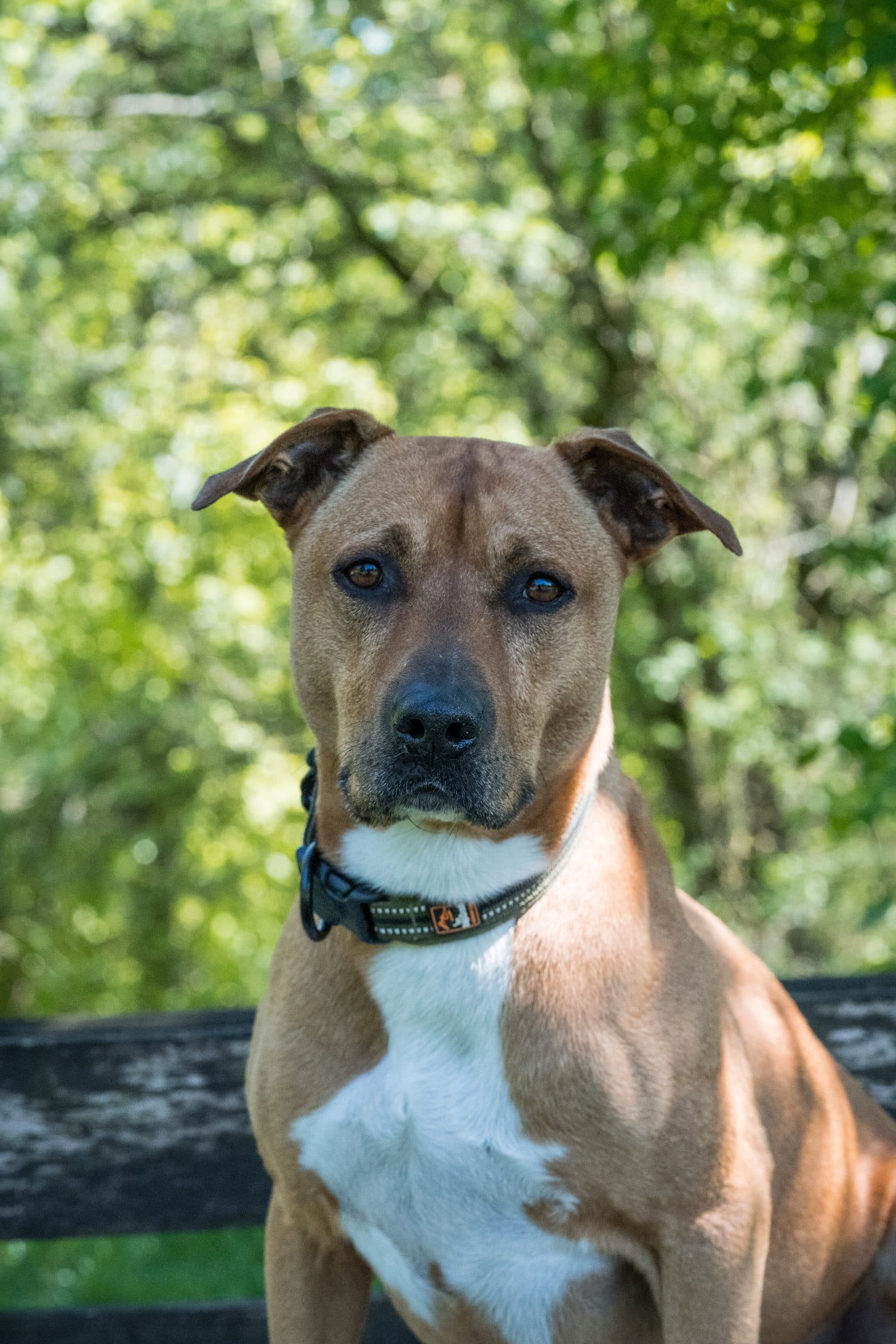 American Staffordshire Terrier-Mix Gantu