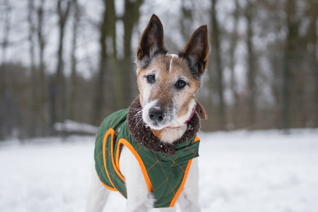 Jerry - Foxterrier Drahthaar - Bild 3