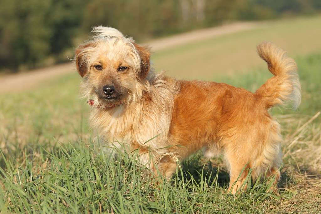 Mo - Dackel - Bild 5