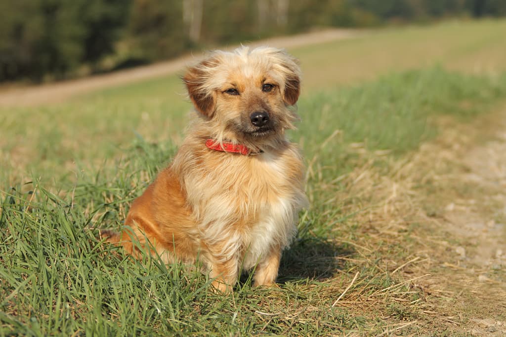 Mo - Dackel - Bild 2