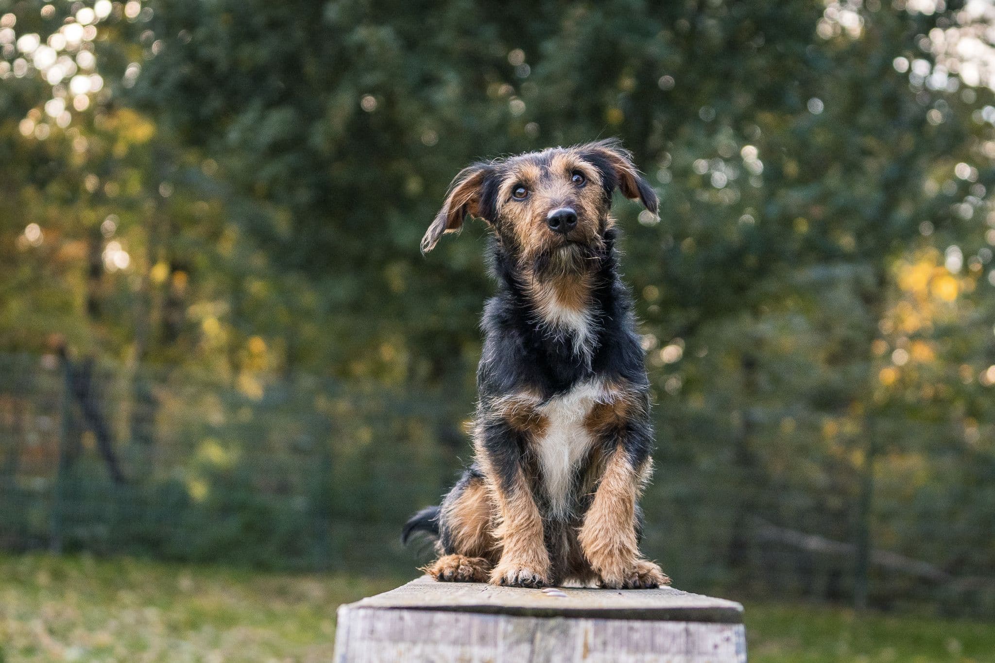 Lucky - Dackel - Bild 6