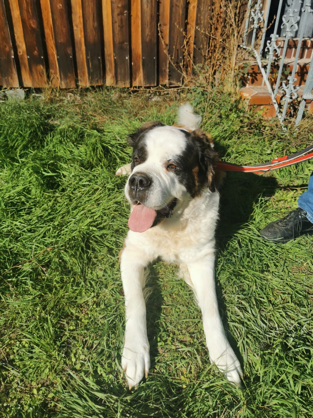 Bernhardiner Marry-Lee