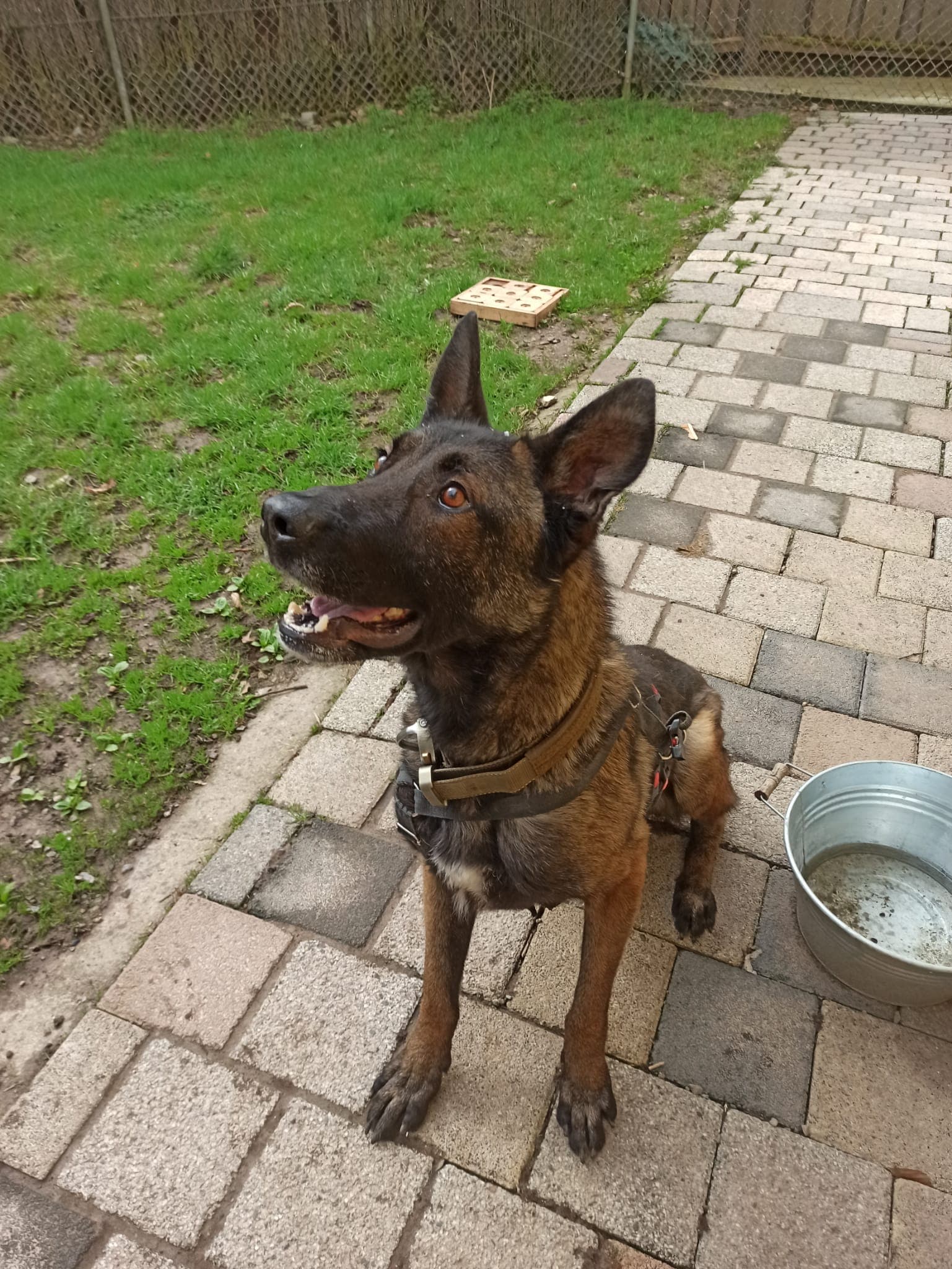 Vuki - Deutscher Schäferhund - Bild 2