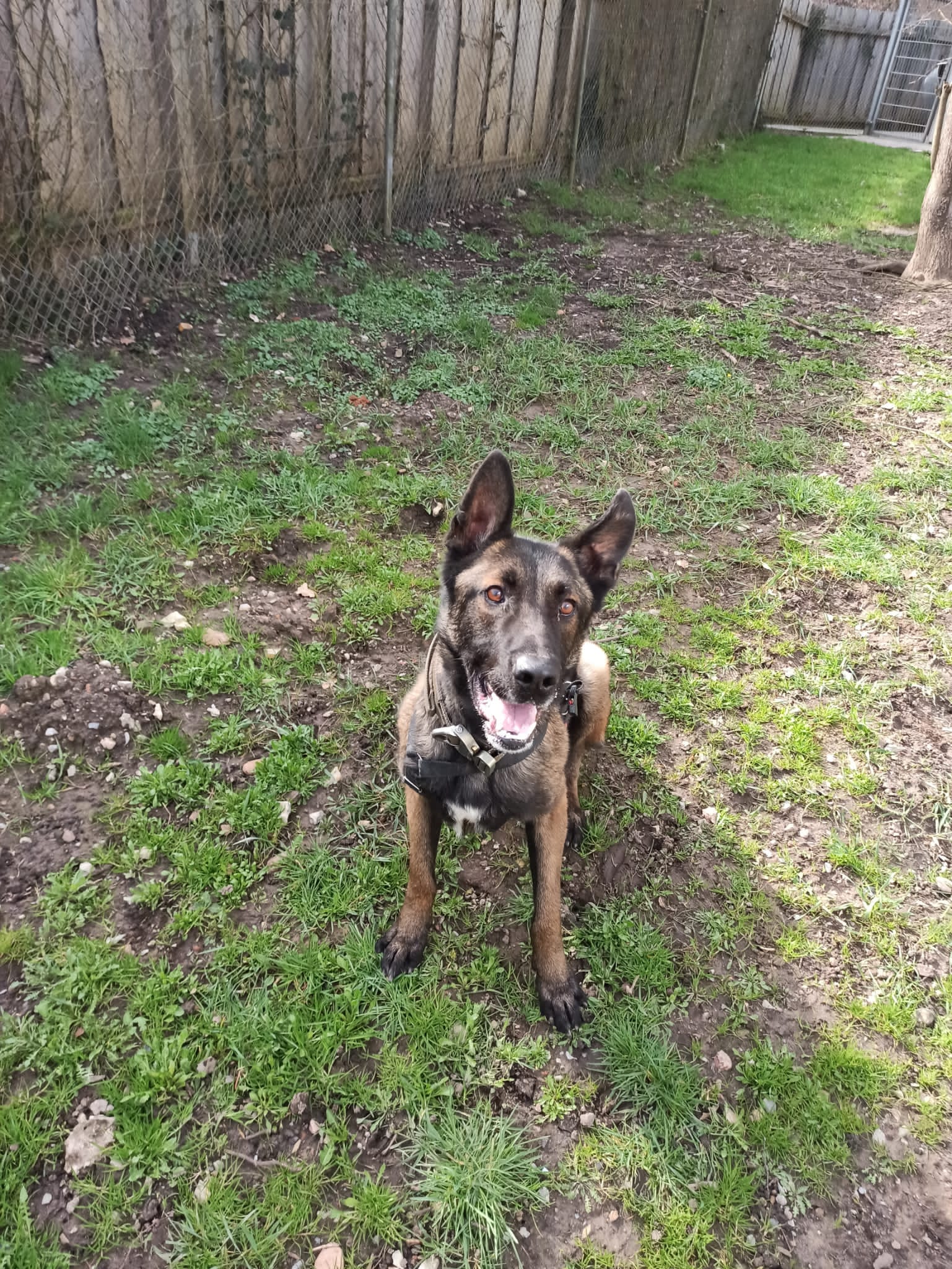 Vuki - Deutscher Schäferhund - Bild 3