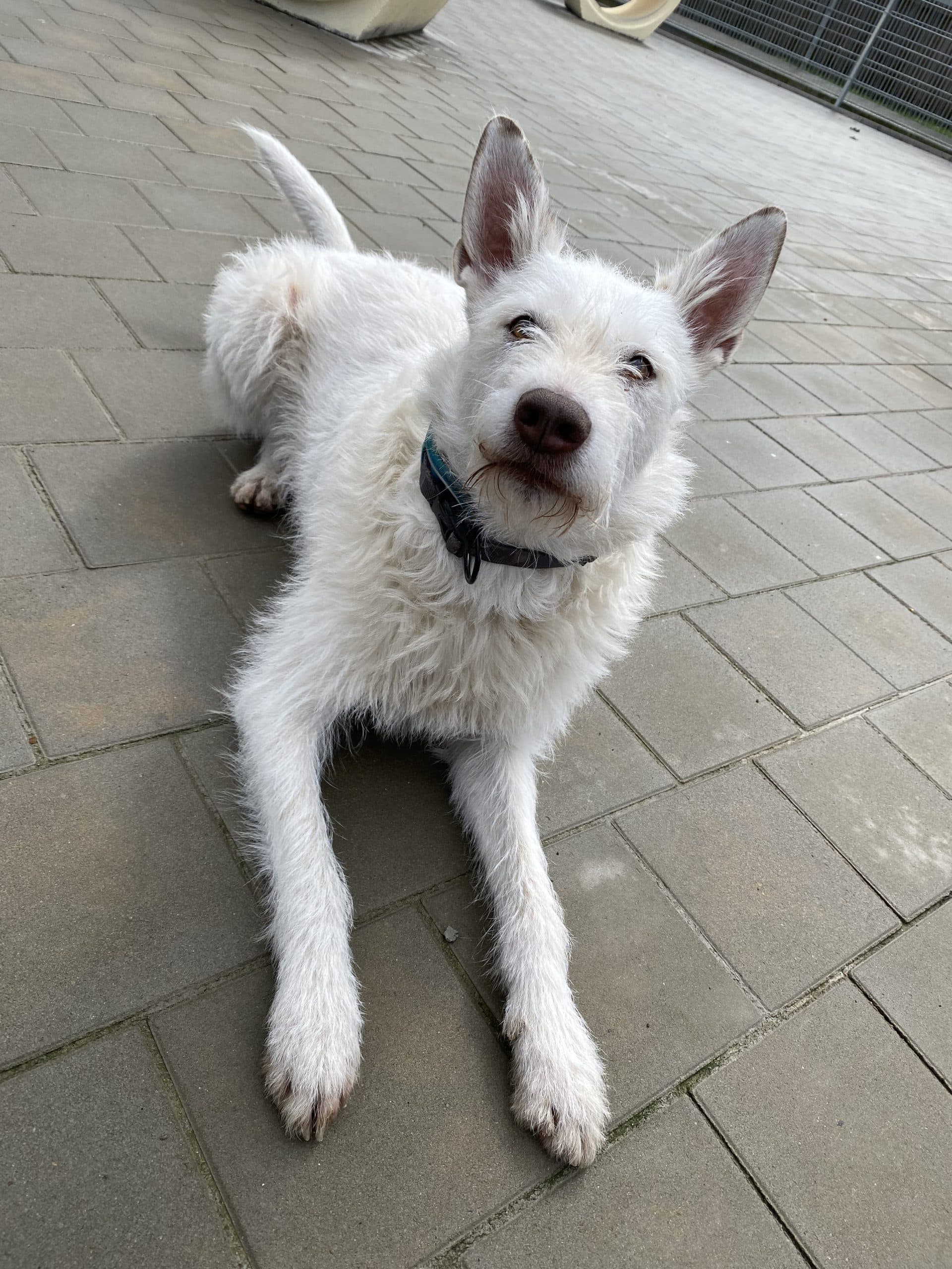 Tilli - Podenco Canario - Bild 3