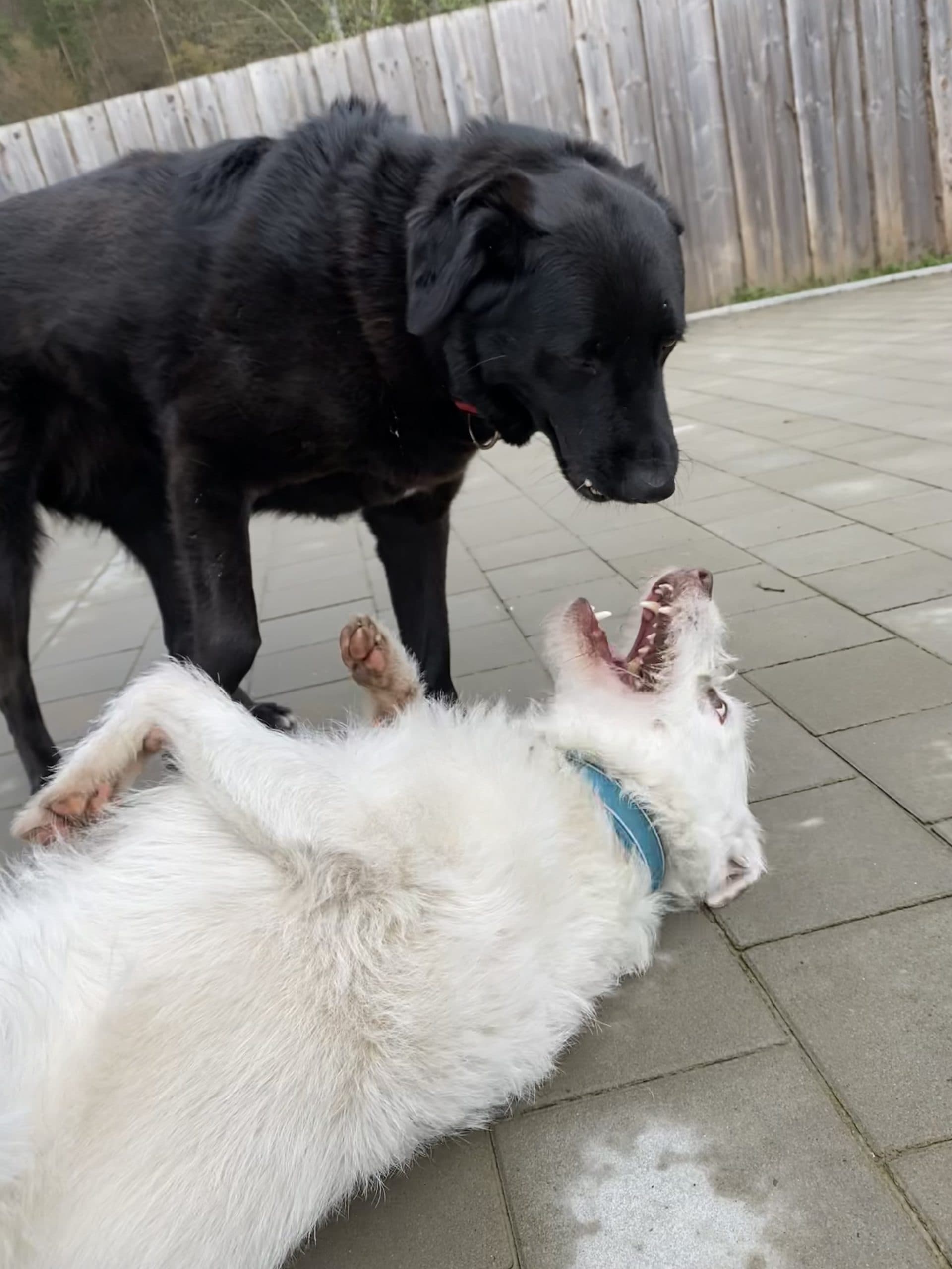 Tilli - Podenco Canario - Bild 2