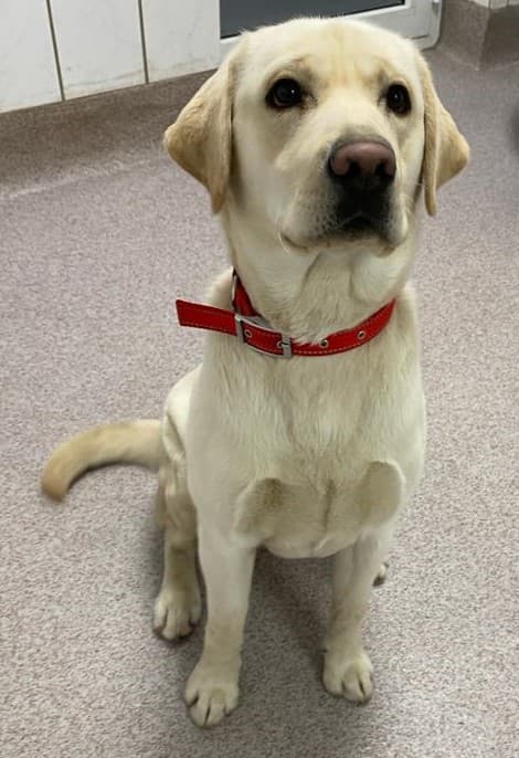 Neo - Labrador Retriever - Bild 2