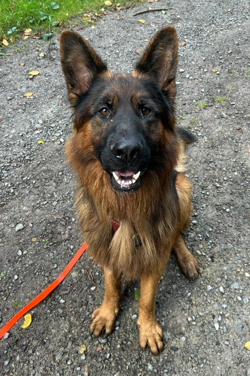 Cody - Deutscher Schäferhund - Bild 2