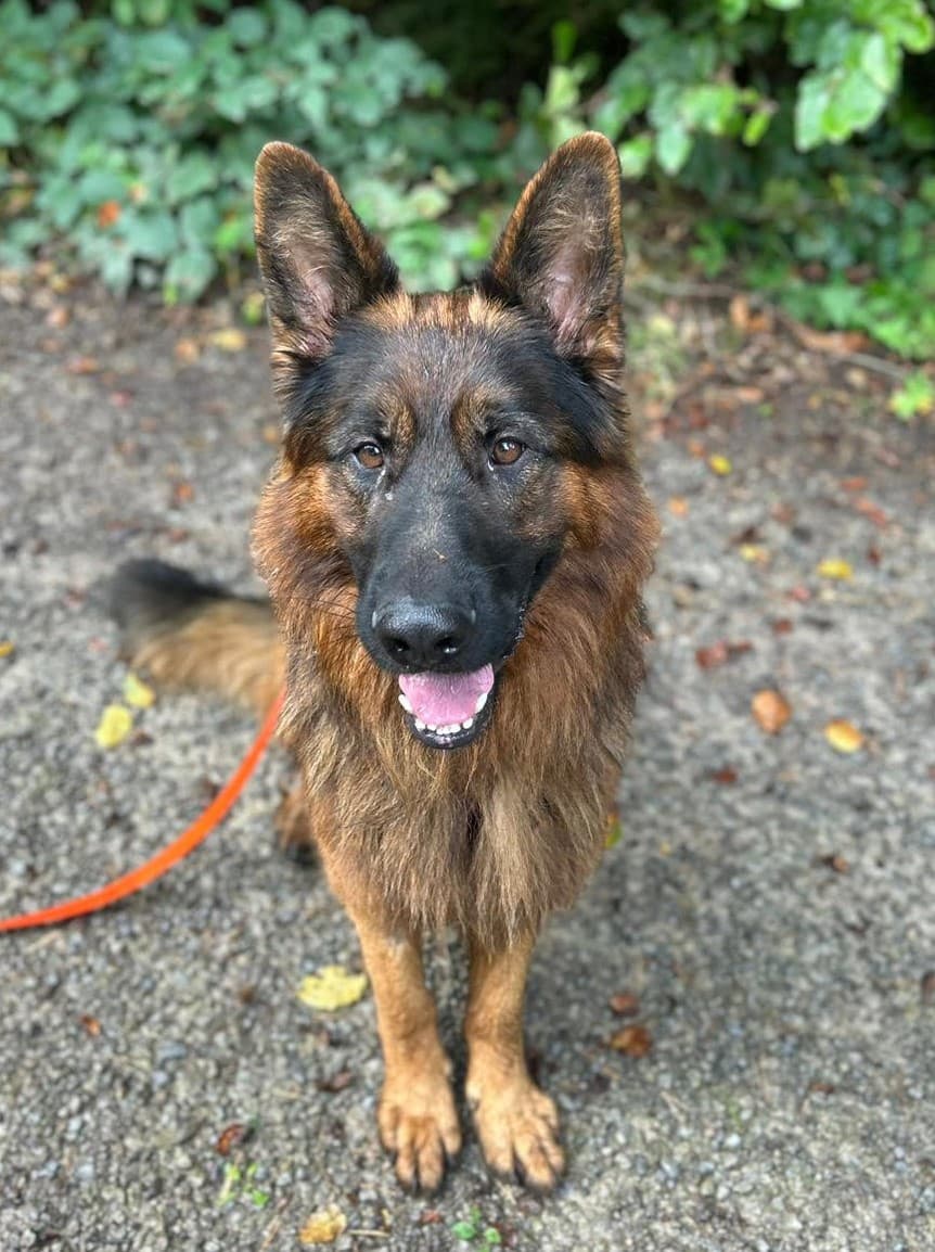 Deutscher Schäferhund Cody