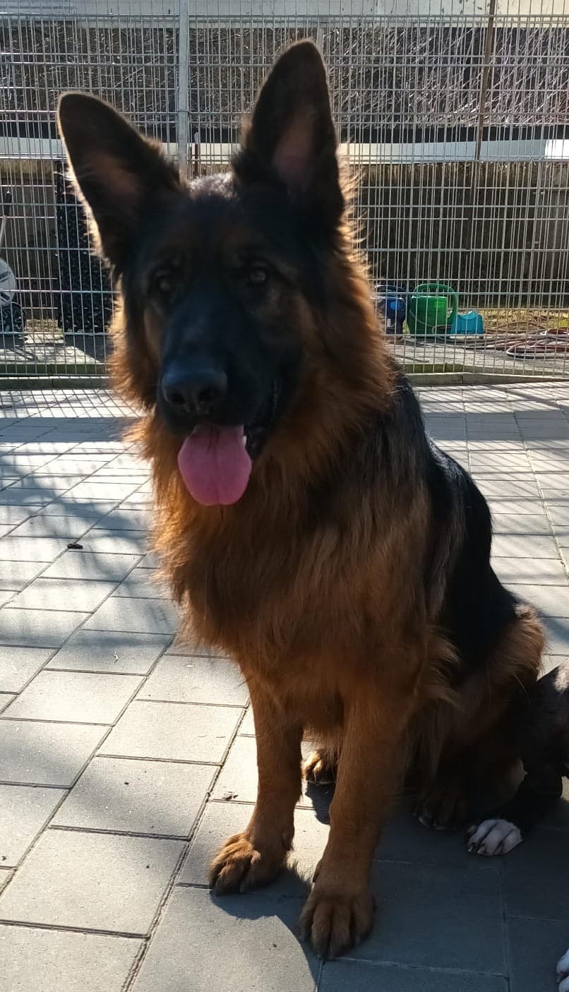 Bran - Deutscher Schäferhund - Bild 4