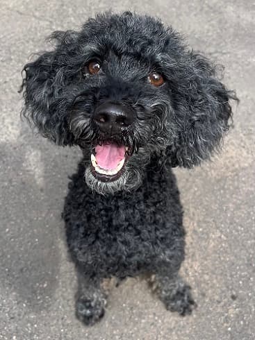 Blacky - Pudel - Bild 2