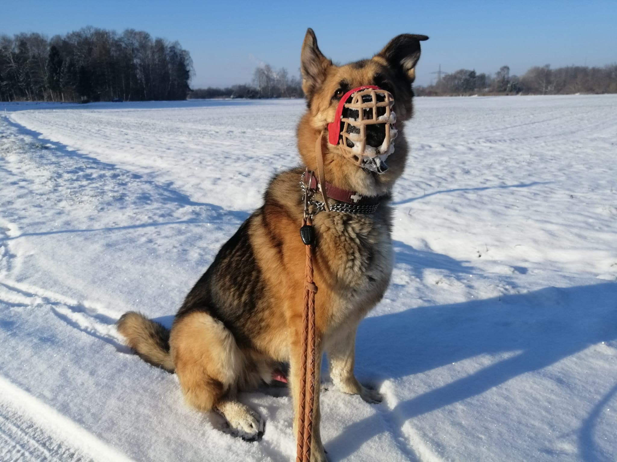 Lucky - Deutscher Schäferhund - Bild 2