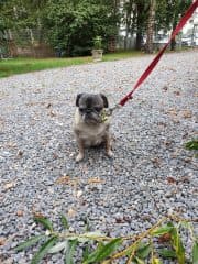 Luna - Mops - Bild 2