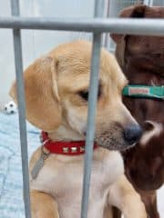 Elsa - Dackel - Bild 3