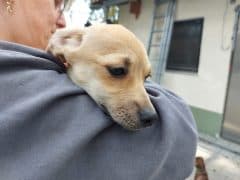 Elsa - Dackel - Bild 4