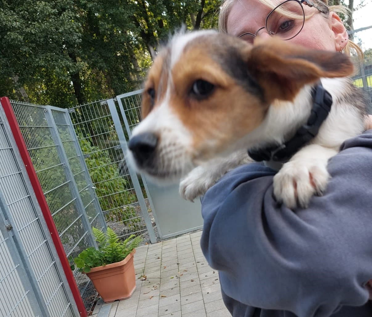 Jack Russell Terrier-Mix Timon