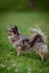 Mia - Chihuahua - Bild 4