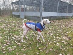 Knut - Pudel - Bild 4