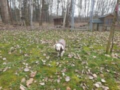 Knut - Pudel - Bild 6