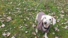 Knut - Pudel - Bild 8