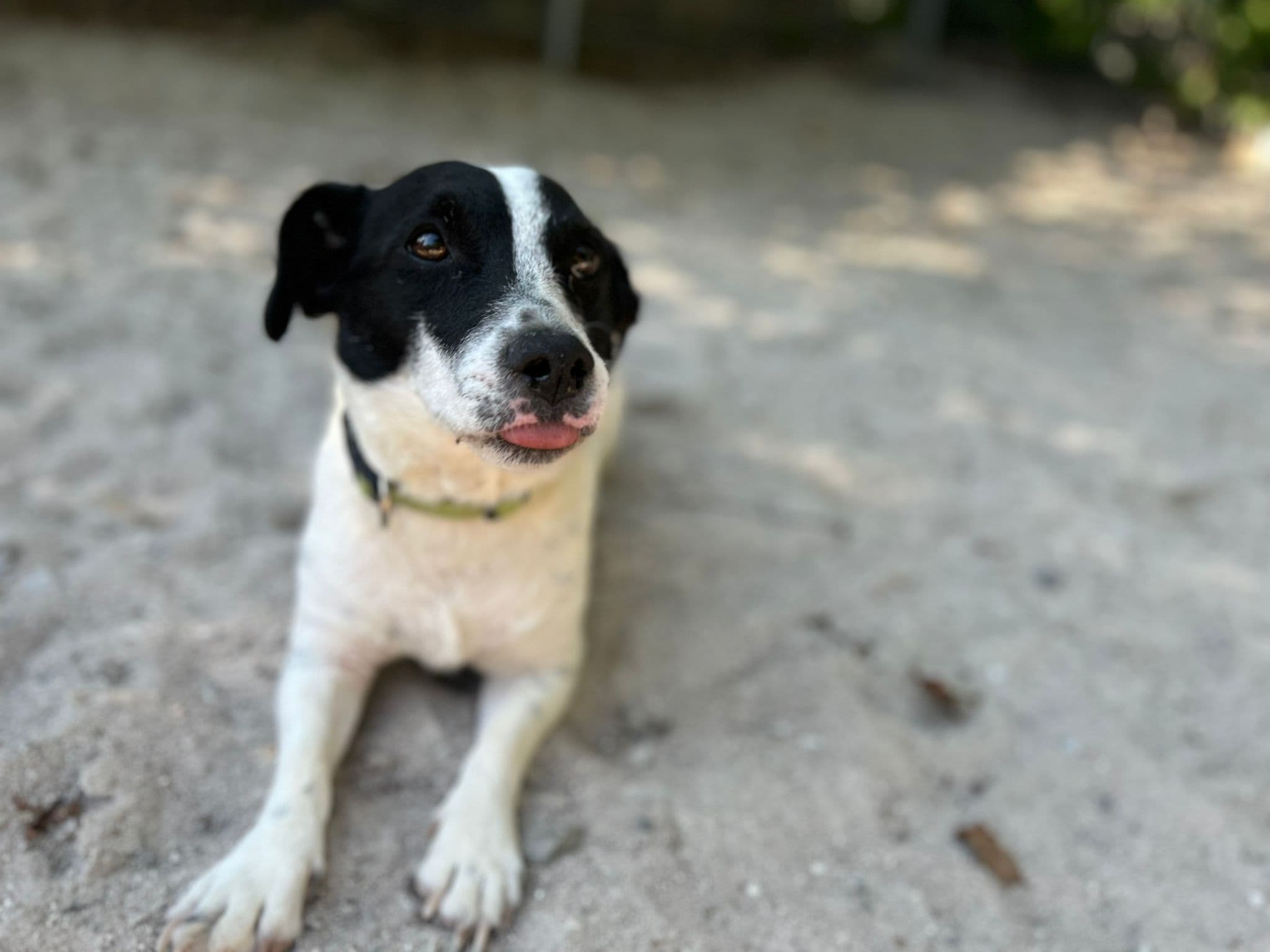 Hugo - Jack Russell Terrier - Bild 2