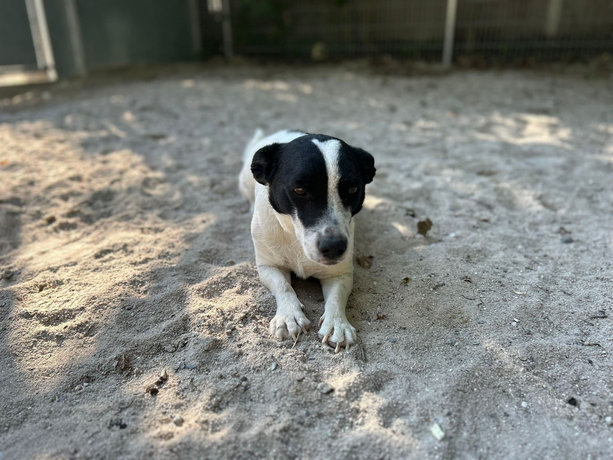 Jack Russell Terrier-Mix Hugo