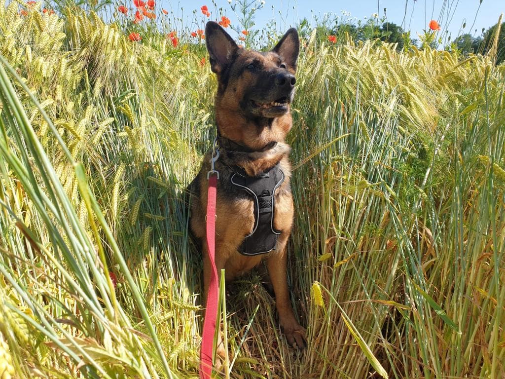 Cora - Deutscher Schäferhund - Bild 2