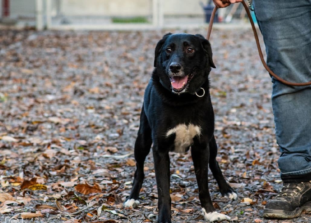 Labrador Retriever-Mix Bucky