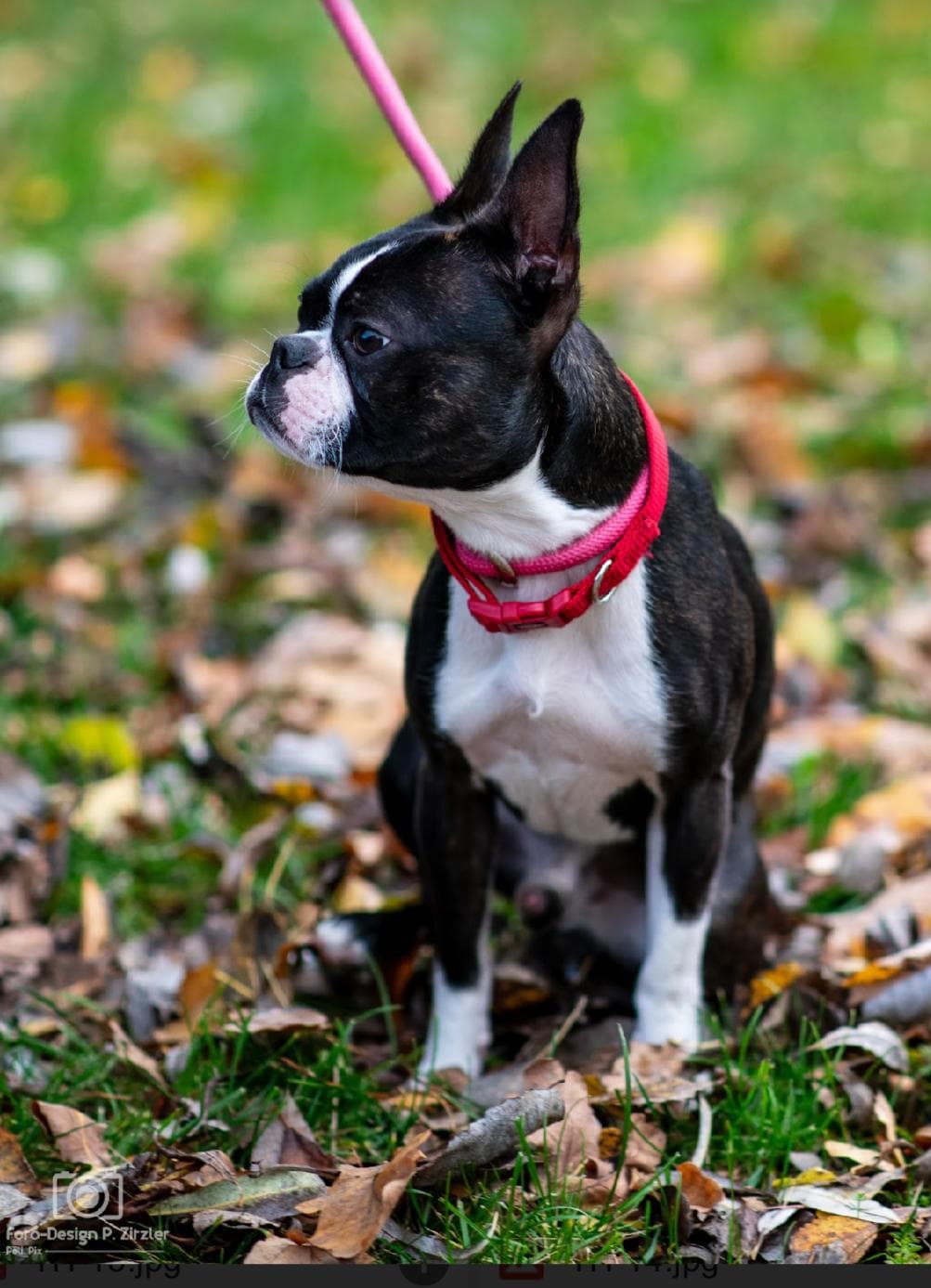 Oliver - Boston Terrier - Bild 2