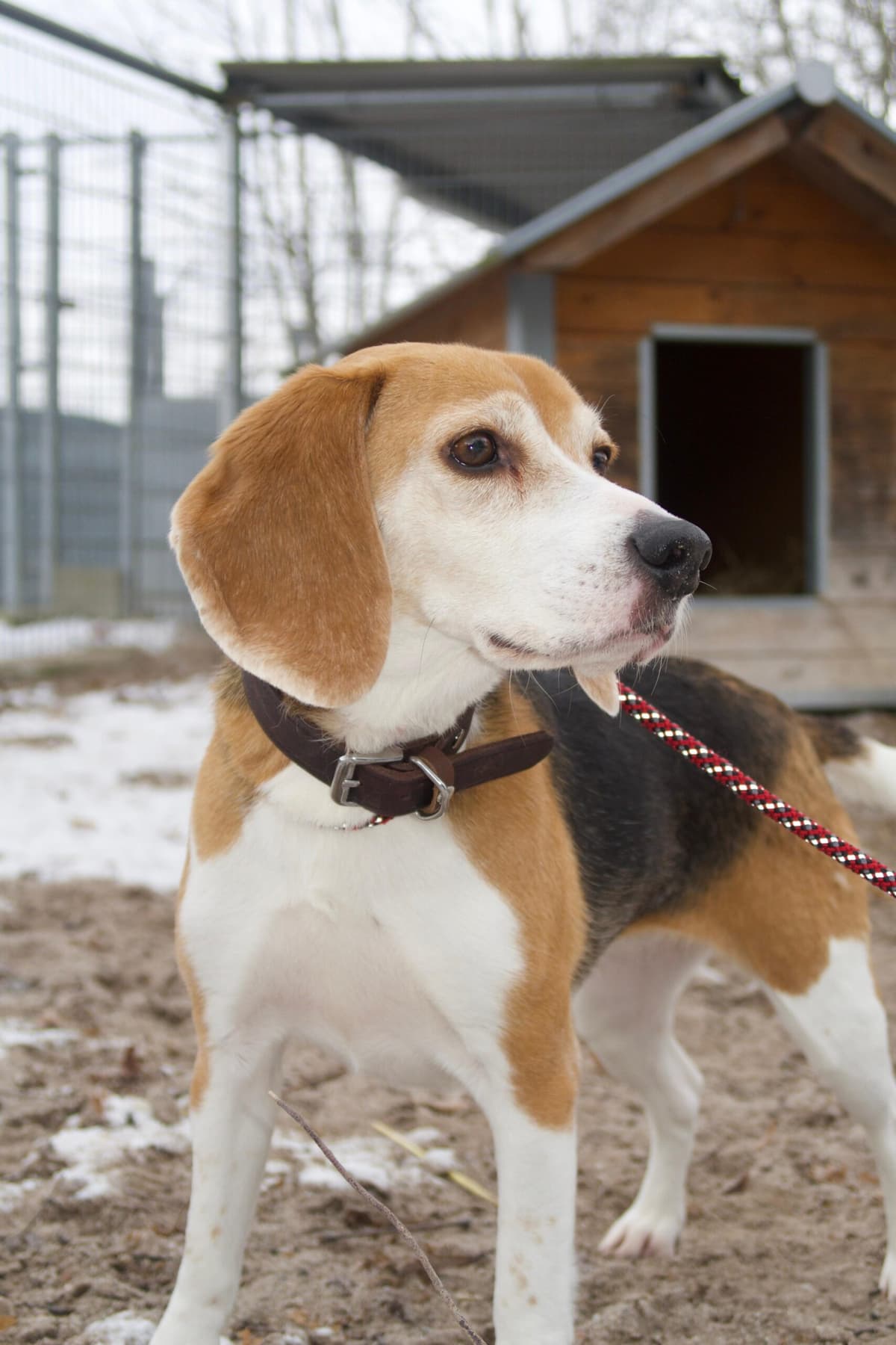 Mia - Beagle - Bild 2