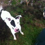 Linda - Dalmatiner - Bild 3