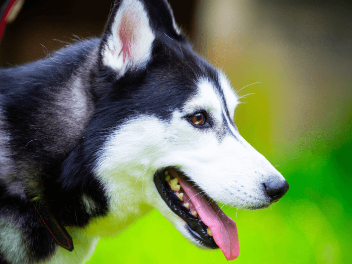 Floki - - Bild 2