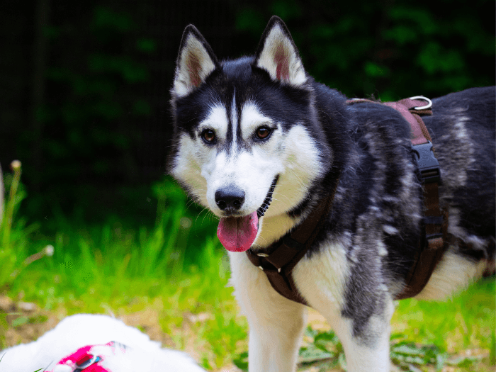 Floki - - Bild 3
