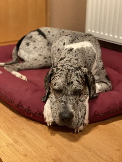 Deutsche Dogge Tilda