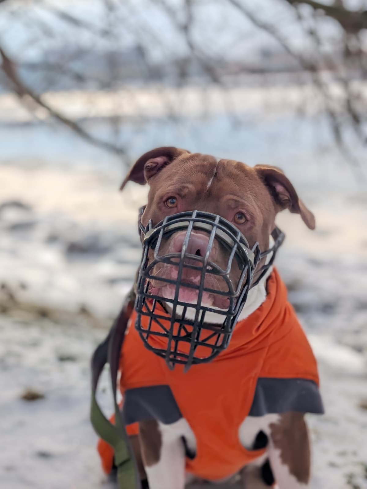 Quinn - American Staffordshire Terrier - Bild 5
