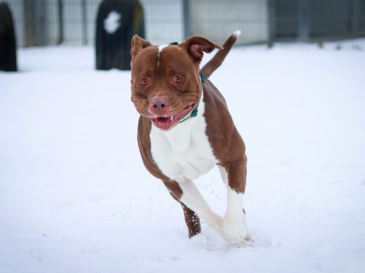 Quinn - American Staffordshire Terrier - Bild 4