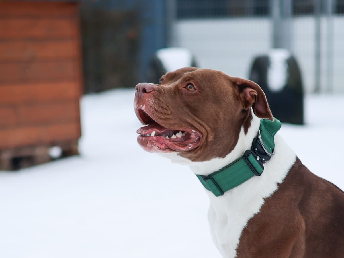 Quinn - American Staffordshire Terrier - Bild 2