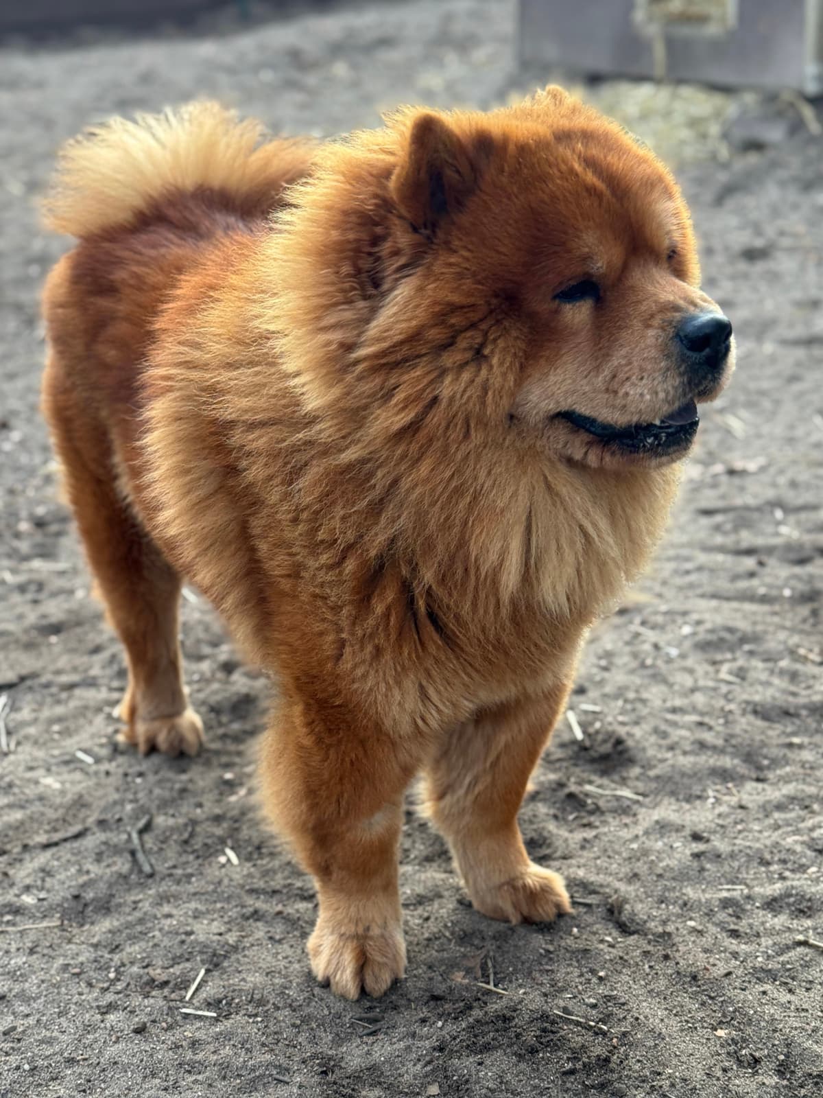 Ares - Chow-Chow - Bild 4