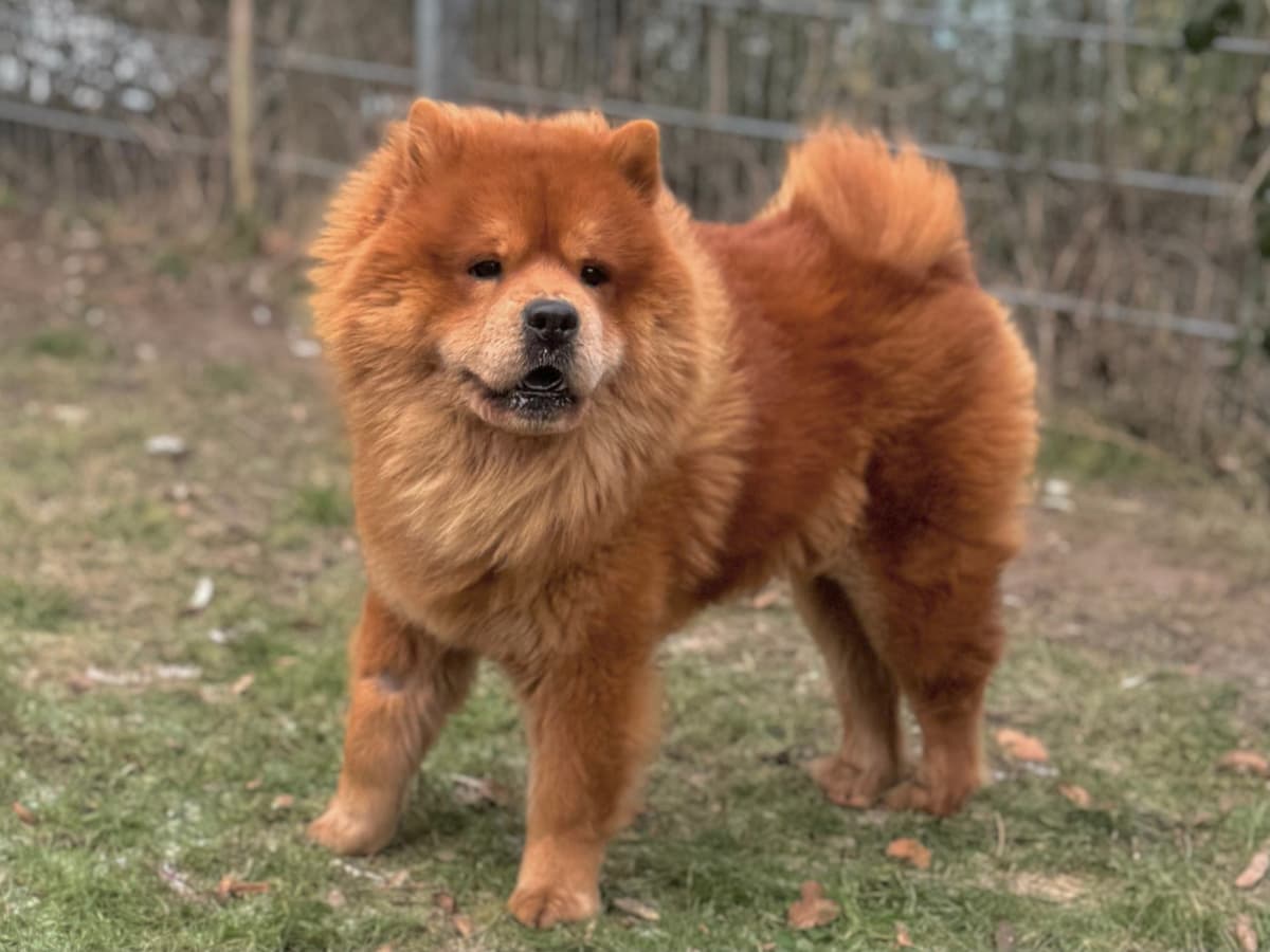 Chow-Chow Ares