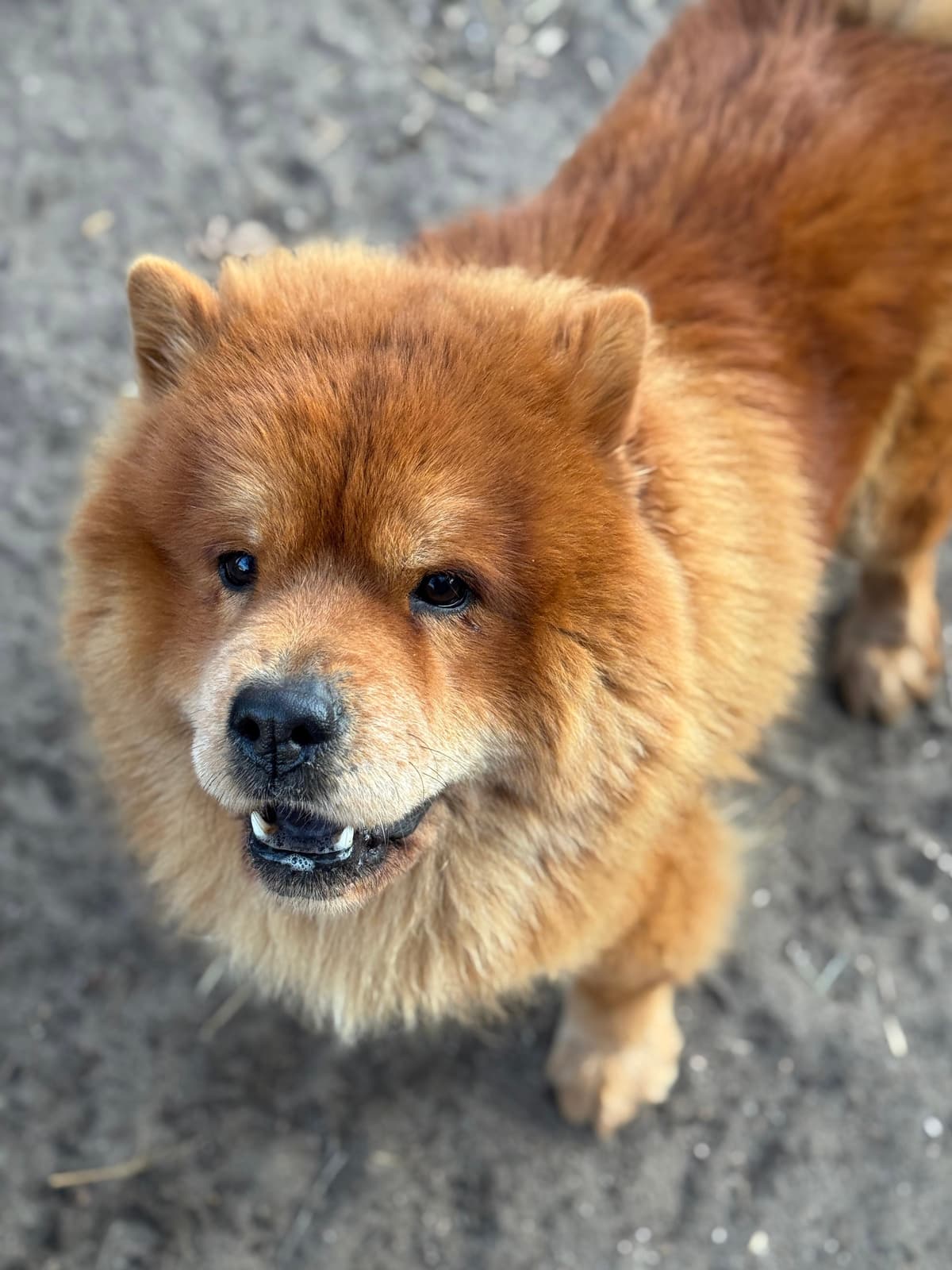 Ares - Chow-Chow - Bild 3