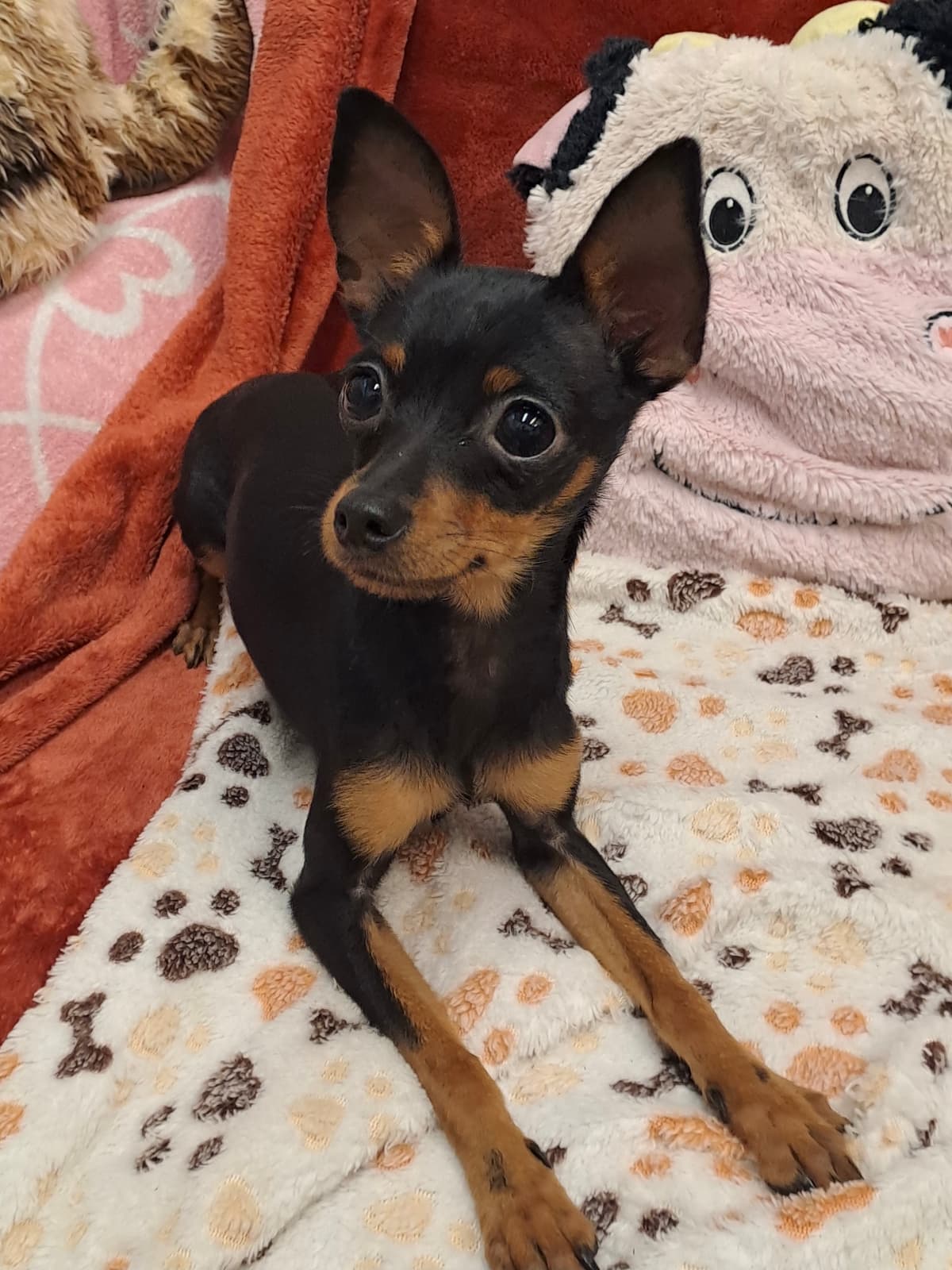 Cassy - Deutscher Pinscher - Bild 3